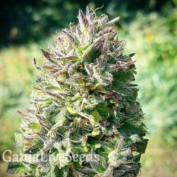 Super Silver feminised GanjaLiveSeeds