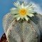 Семена кактуса Astrophytum myriostigma cv. Onzuka
