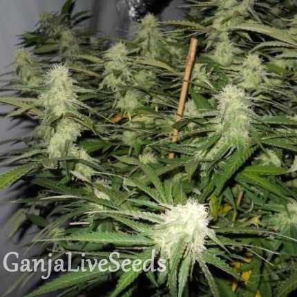 Sugar Black Rose feminised GanjaLiveSeeds Fast Version