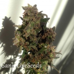 Auto Galaktika feminised Ganja Seeds