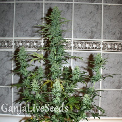 Auto Assasin regular Ganja Seeds