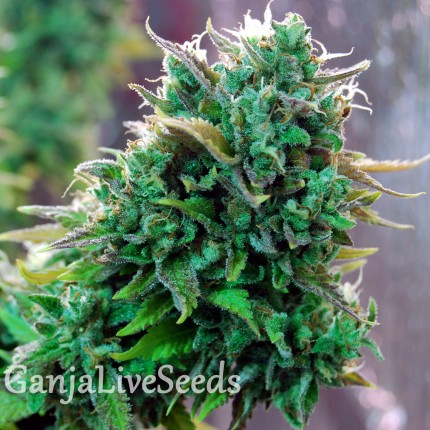 Tangerine feminised GanjaLiveSeeds