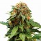 Феминизированные сорта конопли Tangerine feminised