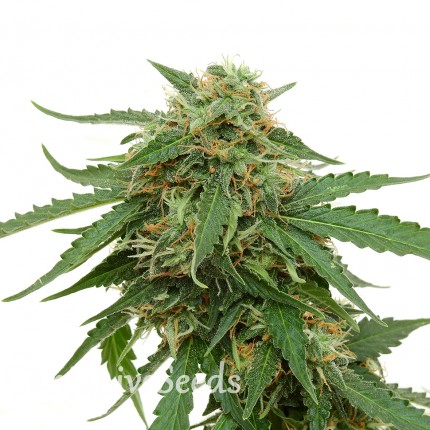 Tangerine feminised GanjaLiveSeeds