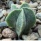 Недорогие семена кактусов Astrophytum myriostigma MIX