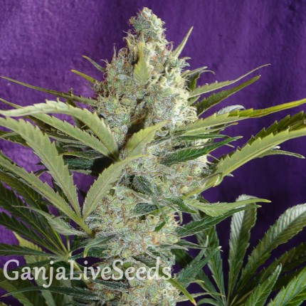 Black Widow feminised Ganja Seeds