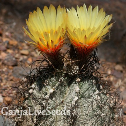 Astrophytum capricorne