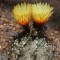 Семена кактуса Astrophytum capricorne