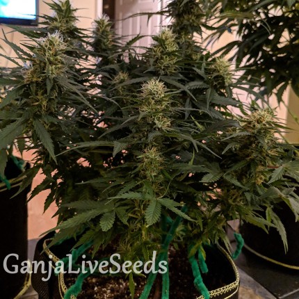 Auto Anesthesia regular Ganja Seeds