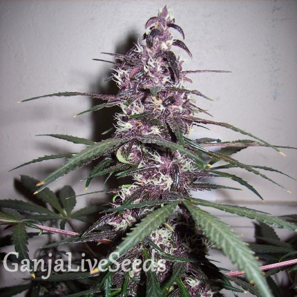 Auto Bloody Skunk feminised Ganja Seeds