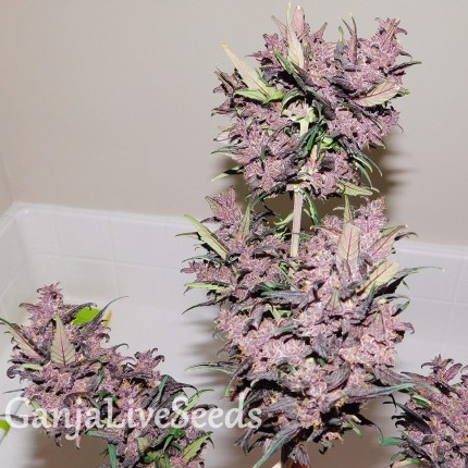 Auto Bloody Skunk feminised Ganja Seeds