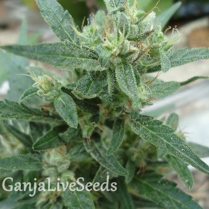 White Gum feminised GanjaLiveSeeds
