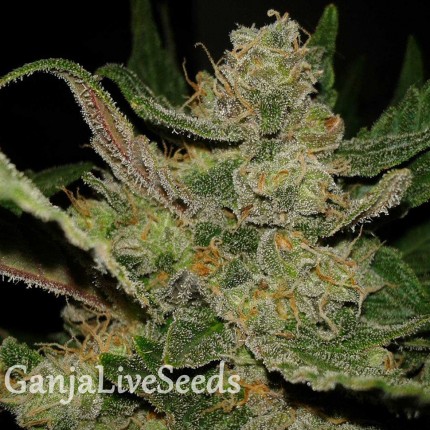 Hindu Kush feminised Ganja Seeds