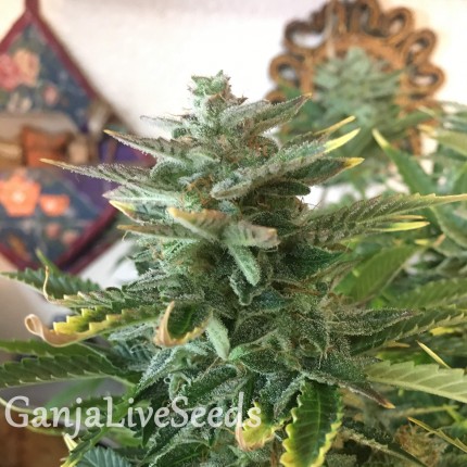 Auto Blue Diesel feminised Ganja Seeds