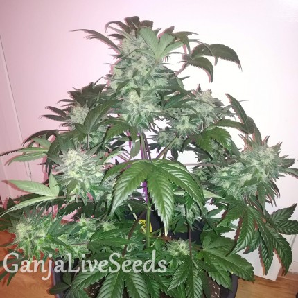 Auto Blue Diesel feminised Ganja Seeds