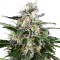 где можно заказать семена конопли Snow White Amsterdam feminised