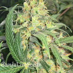 Super Skunk feminised GanjaLiveSeeds