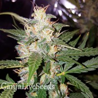 Big Bud feminised Victory Seeds