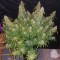Недорогие сорта конопли White Lavender