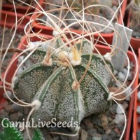 Astrophytum capricorne cv. Weise stachel