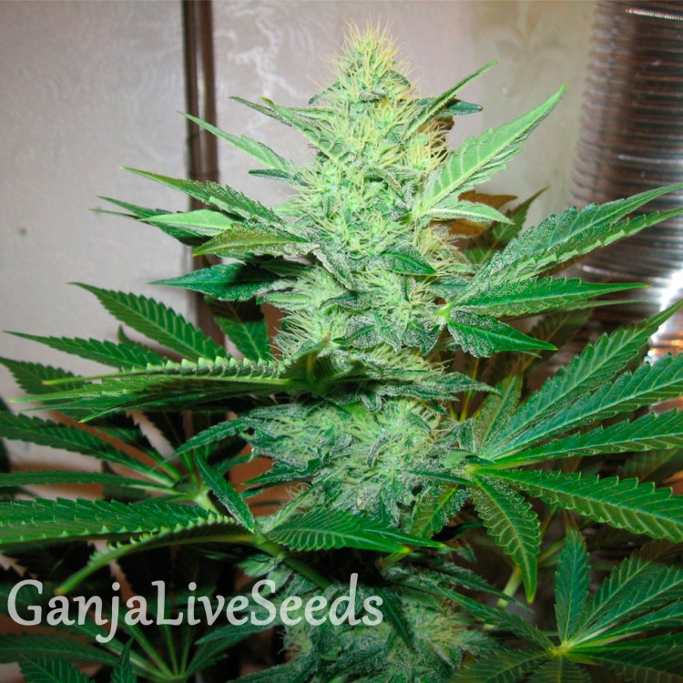 G13 марихуана какие лампы нужны для выращивания конопли