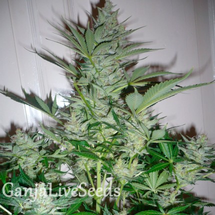 AK 49 feminised Ganja Seeds