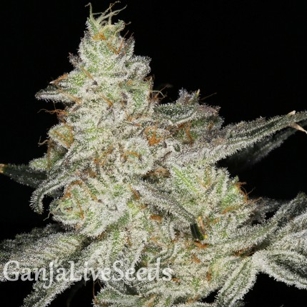Snow Ryder feminised Ganja Seeds