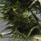 семена конопли курьером Sweet Tooth feminised Ganja Live Seeds