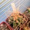 Семена кактусов Astrophytum senile var. aureum