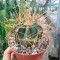 Купить семена кактусов Astrophytum senile var. aureum