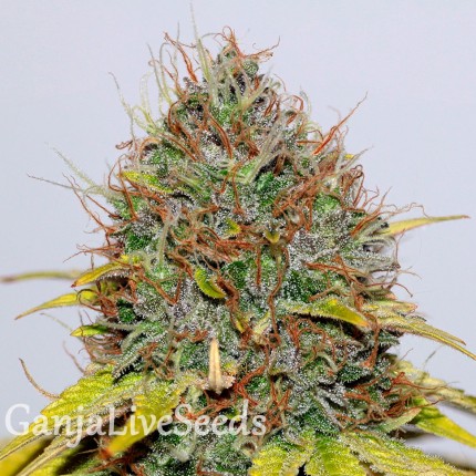 Hash Plant feminised GanjaLiveSeeds