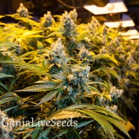 Big Bud feminised Ganja Seeds