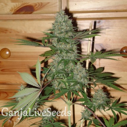 Auto Caramella feminised Ganja Seeds