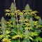 семена конопли элитных сортов Bubblegum + feminised Victory Seeds