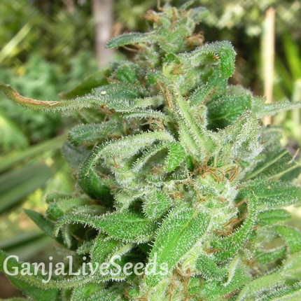 Grapefruit Alpha Dog feminised Ganja Seeds