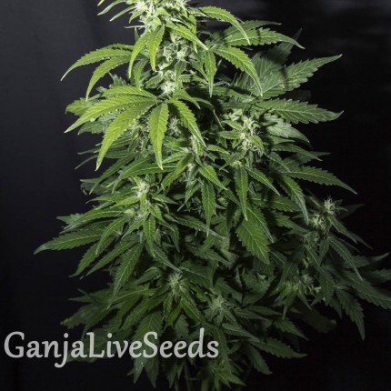 Amnesia Gold feminised Ganja Seeds