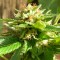 Семена марихуаны Grapefruit Diesel feminised Ganja Seeds