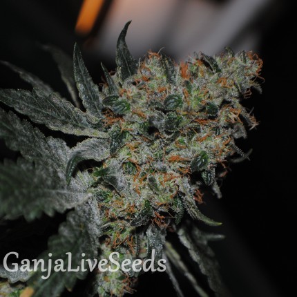Grapefruit Diesel feminised Ganja Seeds