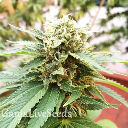 Grapefruit Diesel feminised Ganja Seeds