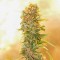 заказать семена конопли наложенным платежом Auto Chronic Ryder feminised