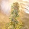 заказ семян конопли Украина  Auto Chronic Ryder feminised