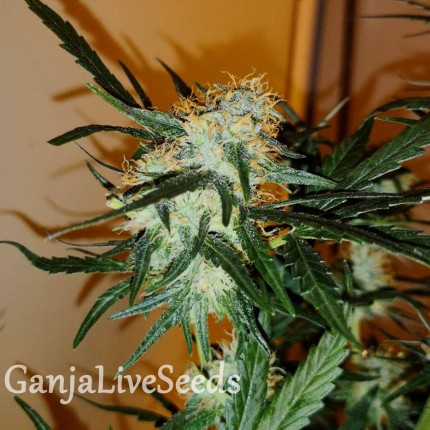 Auto Chronic Ryder feminised Ganja Seeds