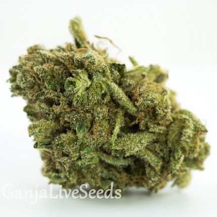 White Russian feminised GanjaLiveSeeds