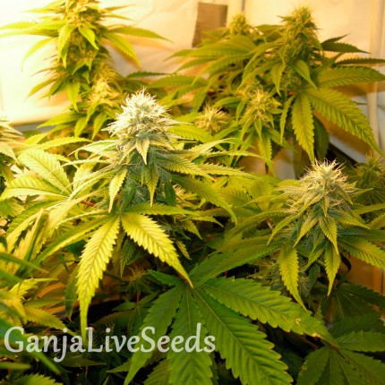White Russian feminised GanjaLiveSeeds