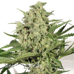 Cheese feminised Victory Seeds