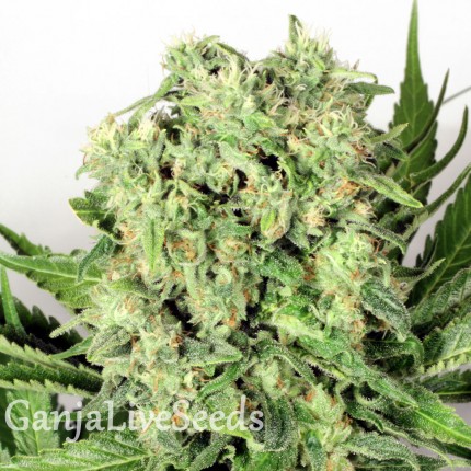 Cheese feminised Victory Seeds