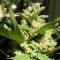 Фотопериодные сорта конопли Grapefruit