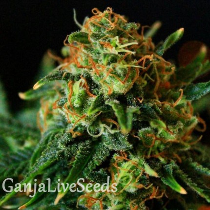 Grapefruit feminised Ganja Seeds