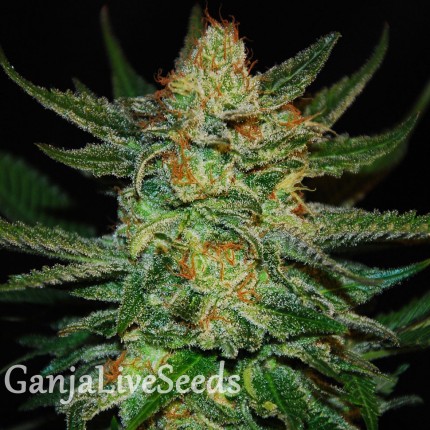 Grapefruit feminised Ganja Seeds