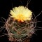 Семена кактуса Astrophytum senile